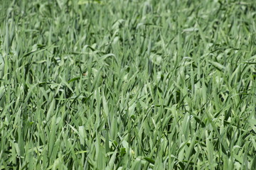 Young green wheat field