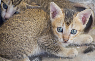 a cute newborn kitten