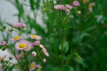 Wild daisy flowers, selective focus
