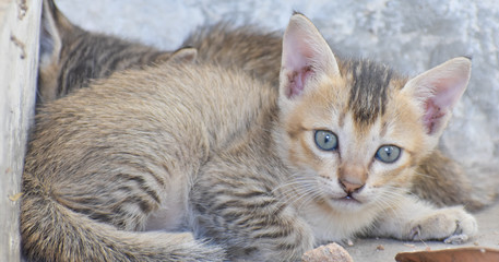 a cute newborn kitten