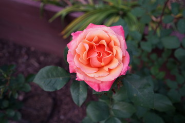 Pink Rose 