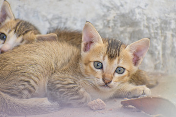 a cute newborn kitten