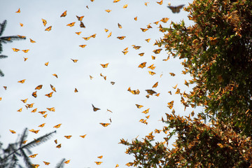 Monarch butterflies arriving at Michoacan, Mexico, after migrating from Canada. © Miguel
