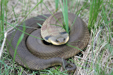 Eastern Hognose Snake Coiled