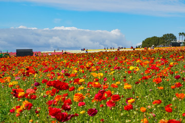 Field of Flowers