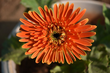 beautiful orange  daisy flower with leaves