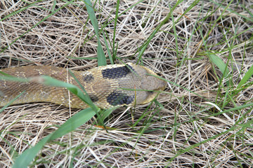 Eastern Hognose Snake Sliding Through Grass
