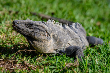 Close up Wild iguana in the grass