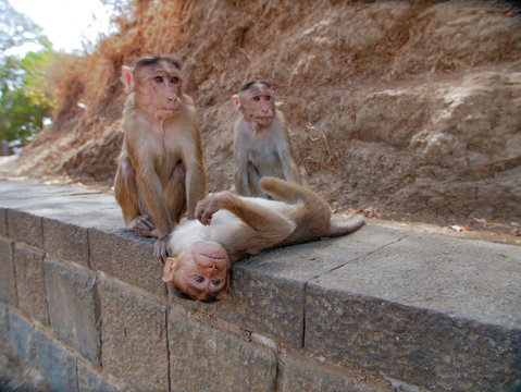 Monkey langur