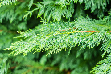 fir tree leaf close up