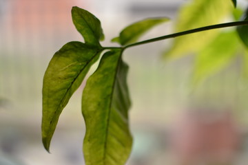 green branch of a tree