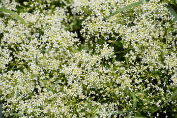 Lepidium draba white flowers