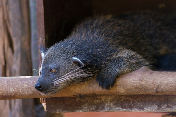 A binturong or bearcat in Palawan Butterfly Ecological Garden and Tribal Village