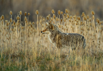 Obraz na płótnie Canvas Coyote Lookout