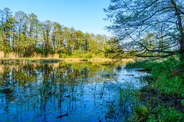 Beautiful lake in the forest on summer