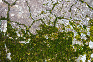Moss on stone.