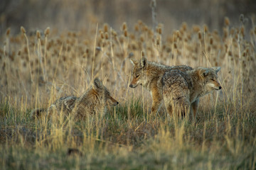 Coyote - Three amigos