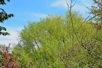 札幌中島公園の若い木の芽