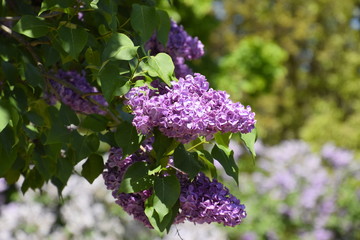Obraz premium Flowers blooming lilac. Beautiful purple lilac flowers outdoors.