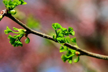 札幌中島公園の若い木の芽