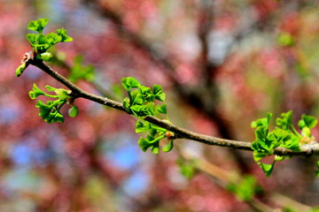 札幌中島公園の若い木の芽