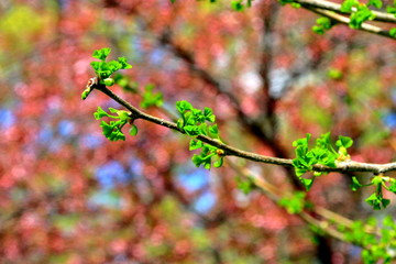 札幌中島公園の若い木の芽