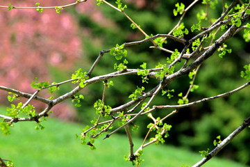 札幌中島公園の若い木の芽