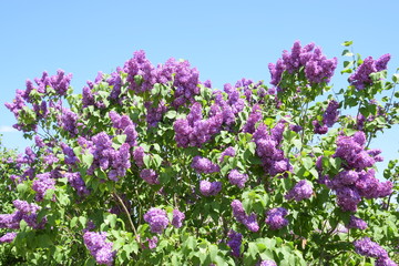 Flowers blooming lilac. Beautiful purple lilac flowers outdoors.