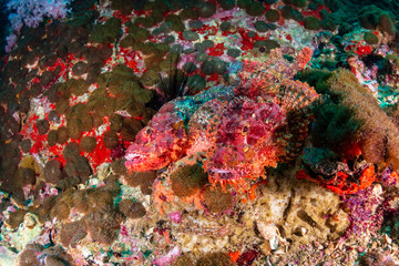 Naklejka na ściany i meble Pair of camouflaged Scorpionfish on a murky coral reef in the Andaman Sea