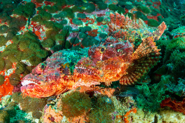 Pair of camouflaged Scorpionfish on a murky coral reef in the Andaman Sea