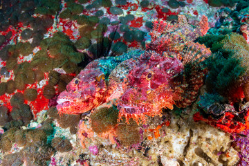 Obraz na płótnie Canvas Pair of camouflaged Scorpionfish on a murky coral reef in the Andaman Sea