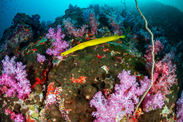 Fototapeta na wymiar Yellow Cornetfish around colorful soft corals on a tropical reef (Black Rock, Myanmar)