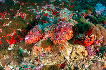 Fototapeta na wymiar Pair of camouflaged Scorpionfish on a murky coral reef in the Andaman Sea
