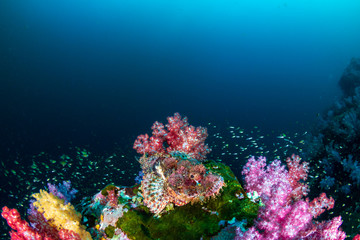Scorpionfish hidden amongst beautifully colored soft corals on a tropical reef (Mergui Archipelago, Myanmar)
