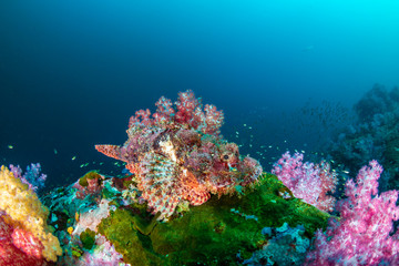 Naklejka na ściany i meble Scorpionfish hidden amongst beautifully colored soft corals on a tropical reef (Mergui Archipelago, Myanmar)