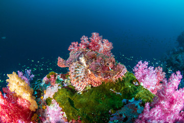 Plakat Scorpionfish hidden amongst beautifully colored soft corals on a tropical reef (Mergui Archipelago, Myanmar)