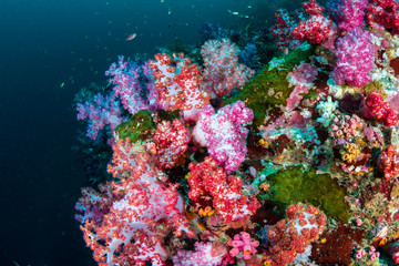 Fototapeta na wymiar Colorful soft corals on a murky coral reef (Black Rock, Myeik Archipelago, Myanmar)