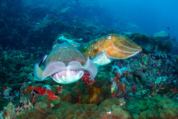 A pair of Cuttlefish on a murky, dark coral reef (Black Rock, Mergui Archipelago, Myanmar)