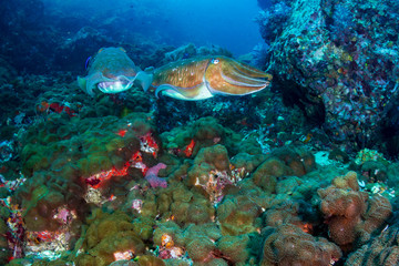 A pair of Cuttlefish on a murky, dark coral reef (Black Rock, Mergui Archipelago, Myanmar)