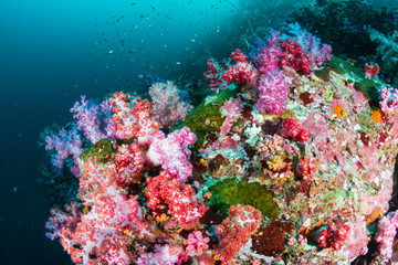 Naklejka na ściany i meble Colorful soft corals on a murky coral reef (Black Rock, Myeik Archipelago, Myanmar)