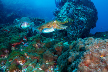 Fototapeta na wymiar A pair of Cuttlefish on a murky, dark coral reef (Black Rock, Mergui Archipelago, Myanmar)