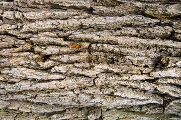 old tree bark