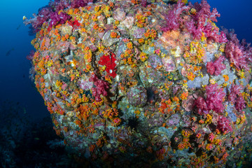 Fototapeta na wymiar Beautifully colored soft corals on a tropical reef in the Mergui Archipelago