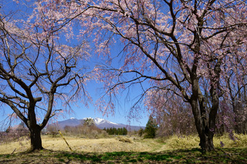 青空と山並みを背景に桜咲く