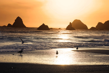 Magnificent sunset. Goat Rock Beach is located between Goat Rock Point and the Russian River along the Sonoma County shore near the town of Jenner. The Russian River, with its mouth at the north end 