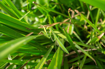 Green Adult female of Mantis religiosa