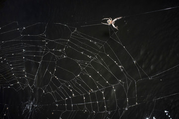 Huntsman spider over dark waters background