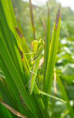 Green Adult female of Mantis religiosa
