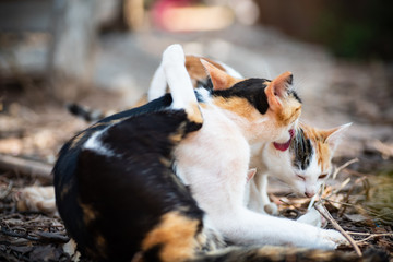Cats are licking together, cat grooming