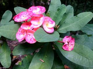 spurge pink blossom
